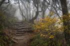 Stone Steps