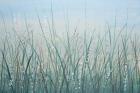 Tall Grass I