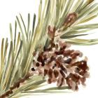 Simple Pine Cone I