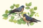 Song Birds I