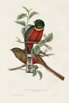 Elegant Trogons I