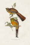 Elegant Trogons II