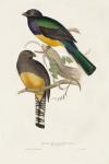 Elegant Trogons III