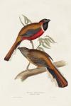 Elegant Trogons IV