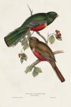 Elegant Trogons VI