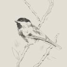 Black Capped Chickadee II