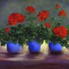 Geraniums V