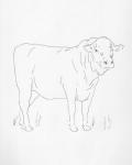 Limousin Cattle I