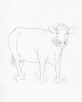 Limousin Cattle III