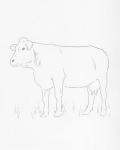 Limousin Cattle IV