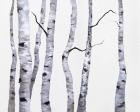 Birch Trees I