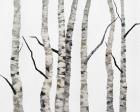 Birch Trees II