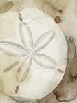 Dry Sand Dollar I