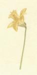 Vintage Daffodil I