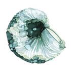 Blue Barnacle I