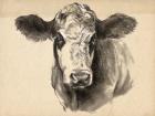 Charcoal Cow I