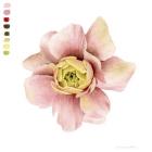 Watercolor Ranunculus Study I