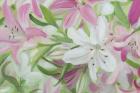 Pink and White Lilies IV