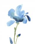 Striking Blue Iris IV