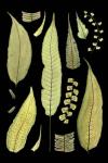 Ferns on Black III