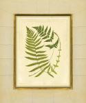 Fern with Crackle Mat (H) III
