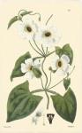 White Curtis Botanical IV