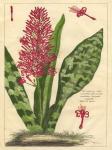 Fleur De Rouge I
