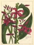 Fleur De Rouge III