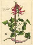 Fleur De Rouge IV