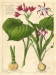 Fleur De Rouge V
