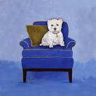 Westie on Blue