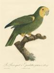 Parrot, PL 98