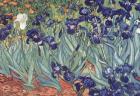 Irises, Saint-Remy, c.1889