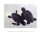 Baby Sea Turtles