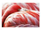 Flamingo Resting