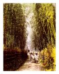 Bamboo Path