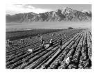 Farm Workers and Mt. Williamson