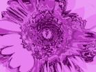 Pink Abstract Flower