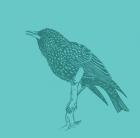 Starling