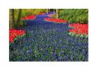 Blue Dutch Tulip Flowerbed