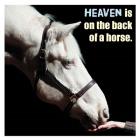 Horse Quote 9