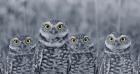 Pop of Color Burrowing Owl Family