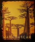 Vintage Baobab Trees in Madagascar, Africa