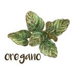 Oregano