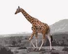 Pop of Color Lone Giraffe
