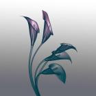 Ombre Calla Lilies X-Ray