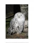 Snow Owl Portrait