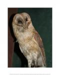 Barn Owl Portrait