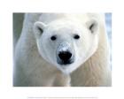 Arctic Polar Bear