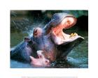 Hippos Showering